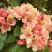 Рододендрон ФЛАУТАНДО в Минске