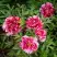 Пион РЕД ВИЗ ПИНК древовидный в Минске