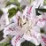 Лилия МАДЛЕН восточная в Минске