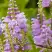 Физостегия РОЗЕЯ виргинская в Минске