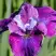 Ирис СИ Я ЛЕЙТЕР сибирский в Минске