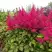 Астильба САННИ ДЕЙ гибридная в Минске
