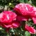 Роза ВИЕН РОУЗ чайно-гибридная в Минске
