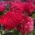 Пион БЕЛГРАВИЯ травянистый в Минске