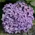 Гортензия АИША крупнолистная  в Минске