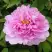 Пион ПРОЗРАЧНАЯ РОСА древовидный в Минске