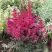 Астильба МУЛЕН РУЖ курчавая в Минске