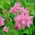Аквилегия БАРЛОУ ПИНК гибрид МакКаны в Минске