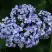 Гортензия АИША крупнолистная  в Минске