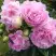 Пион ДИННЕР ПЛЕЙТ травянистый в Минске
