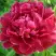 Пион КИТАЙСКИЙ ШЕЛК травянистый в Минске