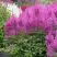 Астильба АМЕТИСТ Арендса в Минске