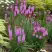 Лиатрис РОЗЕА колосковая в Минске