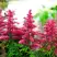 Астильба ЮНИК КАРМИН гибридная в Минске