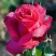Роза ВИЕН РОУЗ чайно-гибридная в Минске