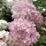 Гортензия БОМБШЕЛ метельчатая в Минске