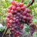 Виноград КРАСОТКА в Минске