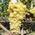 Виноград КИШМИШ ЗОЛОТЦЕ в Минске