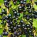Смородина чёрная ИЗЮМНАЯ в Минске