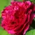 Пион НОЧНЫЕ ГРЕЗЫ древовидный в Минске