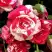 Роза ФАЙЕР ВОРКС миниатюрная в Минске