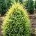 Можжевельник ГОЛД КОН обыкновенный в Минске