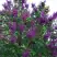 Сирень СУМЕРКИ в Минске