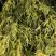 Кипарисовик ФИЛИФЕРА АУРЕА горохоплодный в Минске