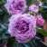 Роза СИЛЬВЕР КВИК плетистая в Минске