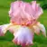 Ирис БЛАШИНГ ПИНК бородатый в Минске
