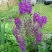 Коровяк ВИОЛЕТТА (вербаскум) в Минске