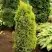 Можжевельник ГОЛД КОН обыкновенный в Минске