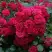 Роза РАДОСТЬ САДОВНИКА (ГАРТЕН ФРОЙДЕ) почвопокровная в Минске