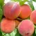 Персик ВАЙН ГОЛД Т3 в Минске