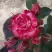 Роза ФАЙЕР ВОРКС миниатюрная в Минске