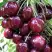 Черешня СИЛЬВИЯ колоновидная в Минске