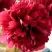 Пион БЕЛГРАВИЯ травянистый в Минске