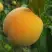 Персик ДОНЕЦКИЙ ЖЕЛТЫЙ в Минске