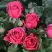 Роза ЛАВ ЛЕТТЕР флорибунда в Минске