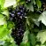 Смородина чёрная БЕЛОРУССКАЯ СЛАДКАЯ в Минске