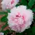 Пион ПЕРСИК ПОД СНЕГОМ древовидный в Минске