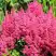 Астильба САННИ ДЕЙ гибридная в Минске