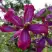 Клематис СВИТ САММЕР ЛАВ в Минске