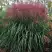 Мискантус МАЛЕПАРТУС китайский  в Минске
