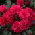 Роза РАДОСТЬ САДОВНИКА (ГАРТЕН ФРОЙДЕ) почвопокровная в Минске