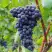 Виноград МУКУЗАНИ в Минске