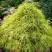 Кипарисовик ФИЛИФЕРА АУРЕА горохоплодный в Минске
