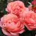 Роза КОРАЛ ЛИОНС РОУЗ флорибунда в Минске