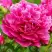 Пион НОЧНЫЕ ГРЕЗЫ древовидный в Минске