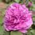 Пион ОРНАМЕНТ древовидный в Минске